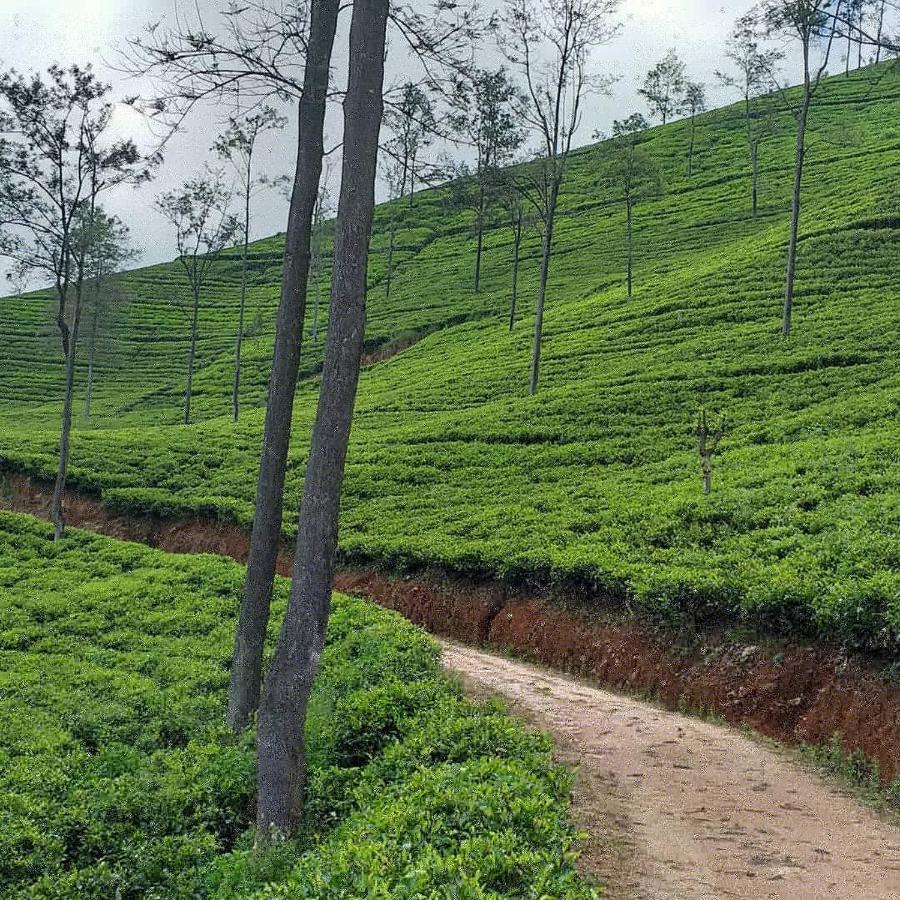Tea Villas Ела Екстериор снимка